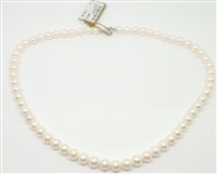 Halskette Bliss Dame Perle Akoya in Perlen Perla 20071610 - 20071610